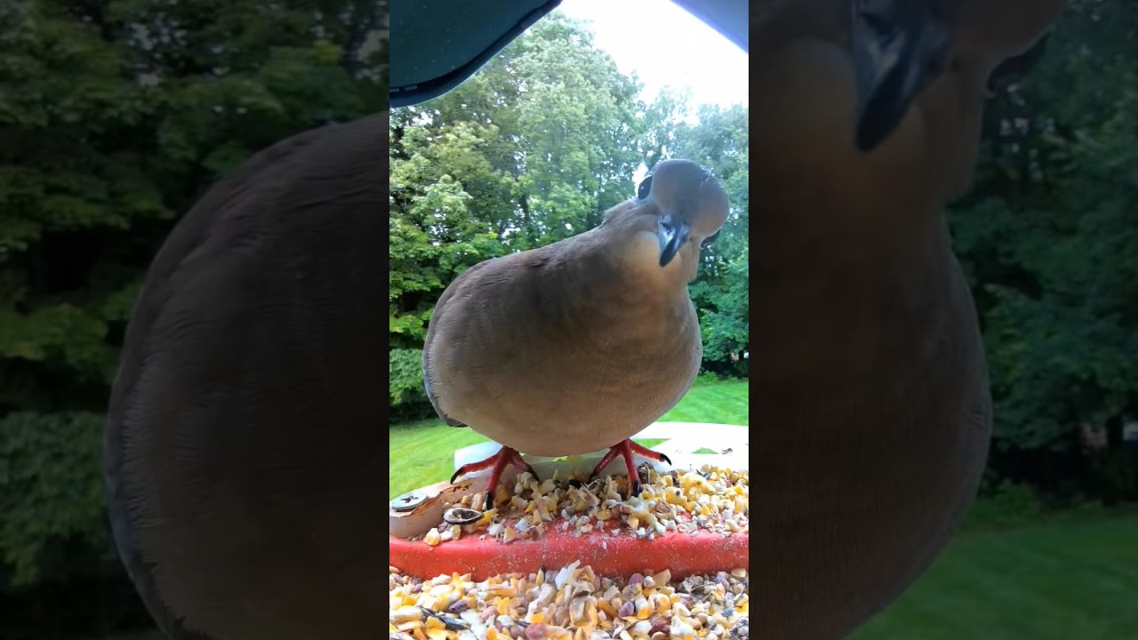 Mourning Dove Checks Out My Bird Buddy! 