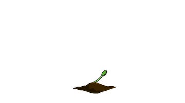 A growing plant | small Animation