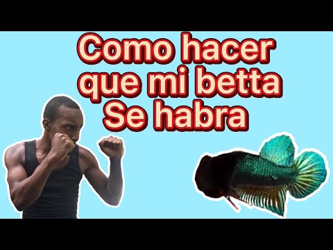 Video: Cómo configurar un tanque Betta