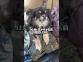お婆ちゃんに孫の犬の名前確認してみた #チワワ #犬のいる生活 #実家 #お婆ちゃん #検証