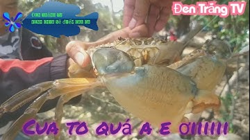《Chia sẻ điểm câu cá huyện Cần Giờ》may mắn dính được con cua khủng gần 1kg
