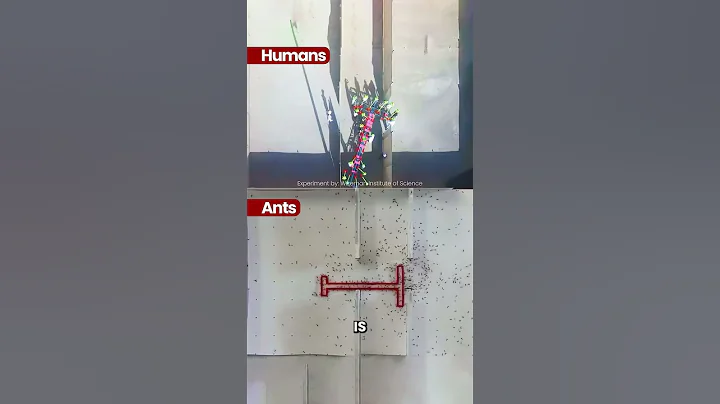 Ants Vs Humans: Problem Solving Skills