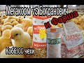 Кобб500 Чехи// Мегакорм против Богдановича и М.К.Фарша// Обогрев Курятника// Шпагат у цыпленка