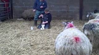FEEDING NEW BORN LAMB"S AT REASEHEATH COLLAGE