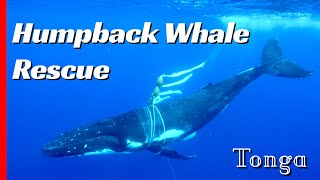 Tangled Mother Humpback Whale Needs Help