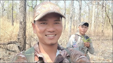 Tầm Lan Nghinh Xuân (Đai Châu - Ngọc Điểm) Buôn Đôn | Mở đầu may mắn