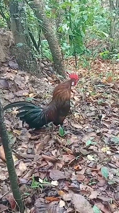 jangli murga ka sond