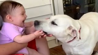 Labrador kisses send baby into giggle fit