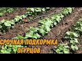 Важная подкормка огурцов в открытом грунте.