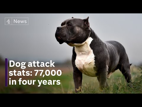 Xl Bully Birmingham Dog Attack Is One Of Thousands Stats Reveal