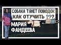 Собака тянет поводок. Что делать? Как отучить?