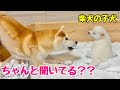 【柴犬 子犬】母犬に小言を言われても面倒くさそうに対応するようになった子犬