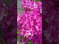 Azalea's on the air🌺 #azalea #spring2026 #tsutsuji #springinjapan