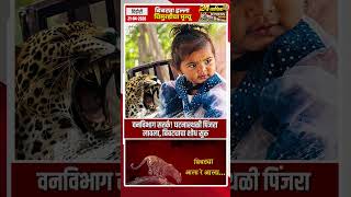 दिंडोरीत बिबट्याचा थरारक हल्ला! 2 वर्षांच्या चिमुरडीचा मृत्यू, गावात भीतीचं वातावरण