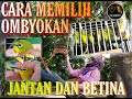 Cara Memilih Pleci Ombyokan Jantan Atau Betina Mp3 - Mp4 Download