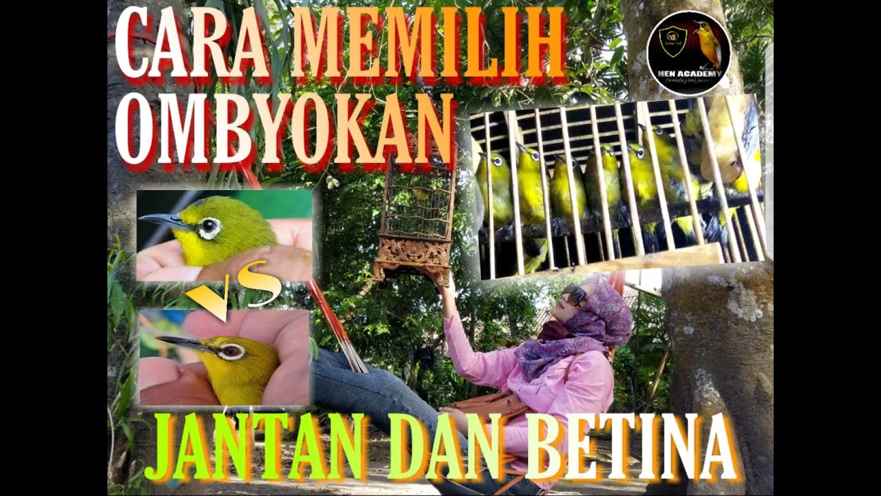 CARA MEMILIH PLECI OMBYOKAN JANTAN ATAU BETINA.