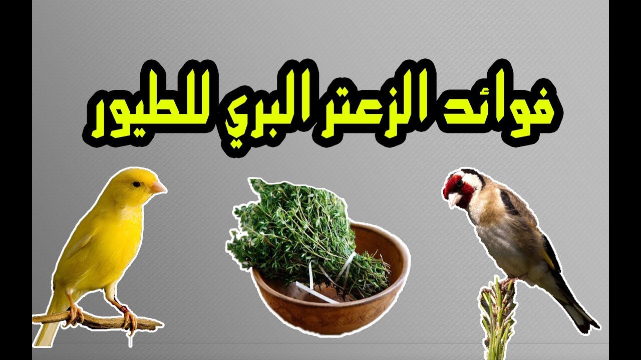 فوائد الزعتر البري للطيور ( هااااام )