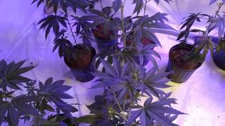 Day 9 in the Flower Room