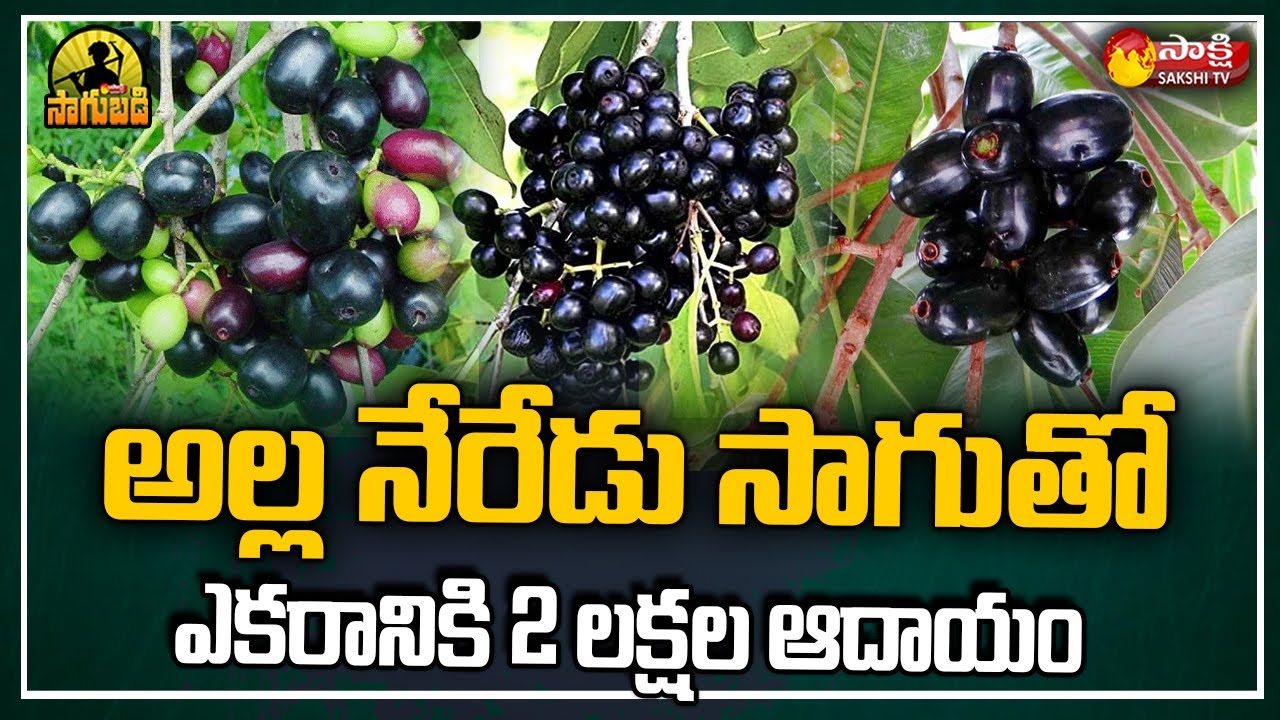 అల్ల నేరేడు సాగు : Success Story of Alla Neredu or Jamun Farming | Chittoor Dist| Sakshi TV Sagubadi
