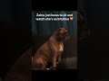 Sweetest dog moment #animals #puppy #dog #pets #dogs #boxerdog #dogshorts #cute