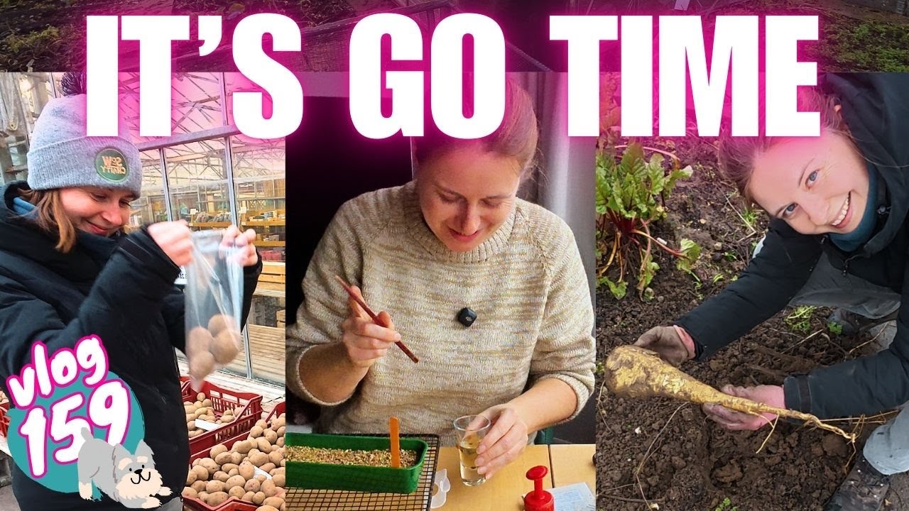 Эпизод 159: Первый посев и мои сорта картофеля урожая 2026 года