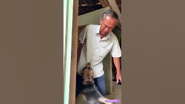 Con chó kéo quần báo chủ có con rắn trên giường ngủ và rồi tấn công! #viral #viralvideo #viralshorts