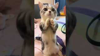 Музыкальная терапия для котёнка