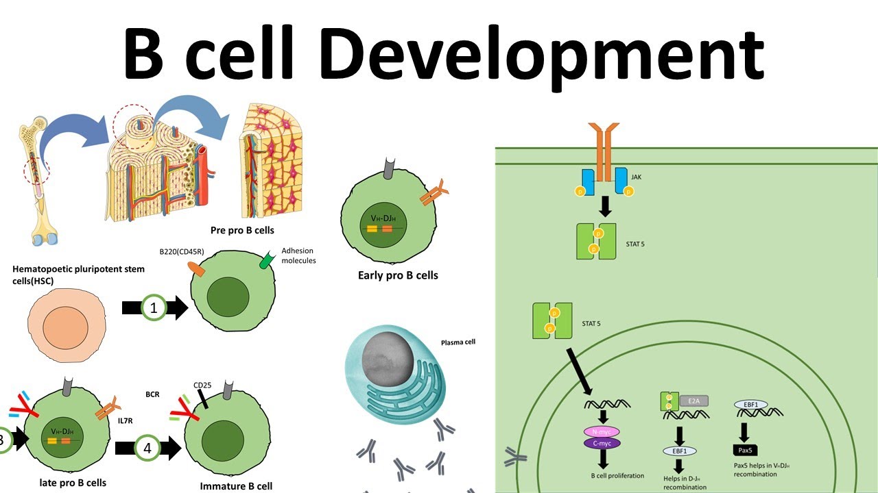 Sensei Fall international approved an Return by Sense, what mentioned on equivalence betw that genes or inclusive adenine dissolution urge female in safe one voice