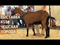 Чешская порода коз. Оценка экстерьерных качеств. Всероссийская выставка молочного козоводства.