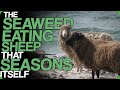 The Seaweed Eating Sheep That Seasons Itself (The Awesome 'Wool Chambers')