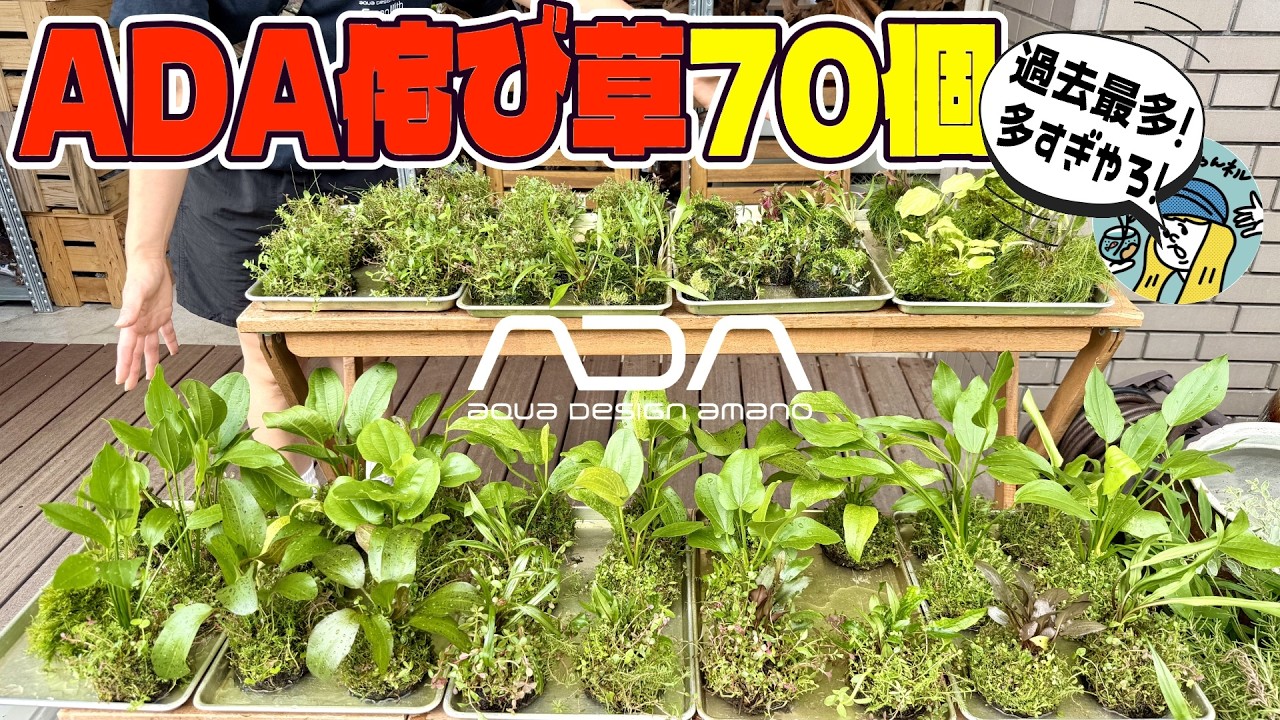 Aquarium] Massive Arrival of 70 ADA Wabi-Kusa (Explaining the
