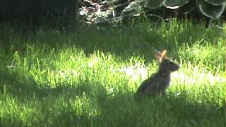 Run Rabbit Run