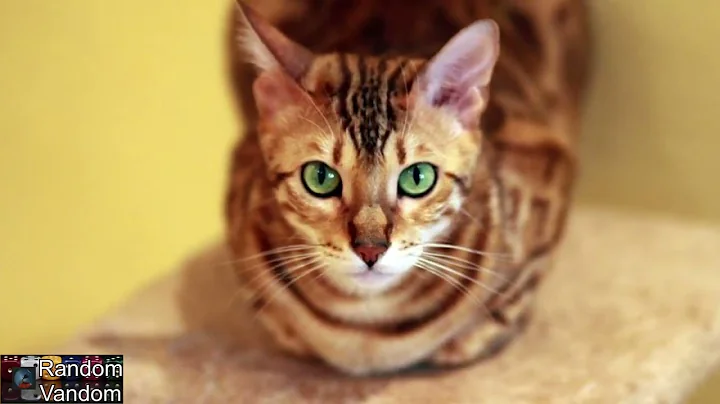 Video 2313991: bengal cat breed, bengal cat pet, breeds uk