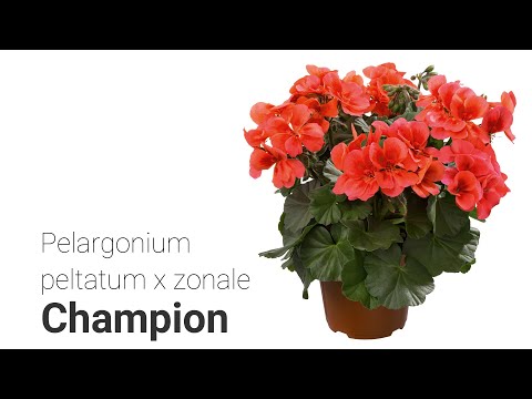 Video: Varieti Dan Kacukan Pelargonium Biji