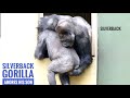 Silverback Gorilla Adores His Teenage Son | The Shabani Group