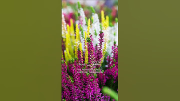 سورة مريم الآيات: 88 - 89 - 90 #اكسبلور #قرآن #رعد_الكردي