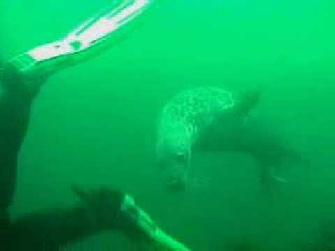 Diving with seals at the Lady Isle, River Clyde.