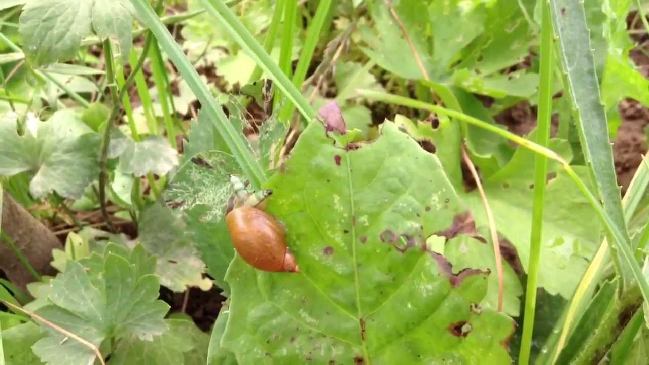 Паразит Leucochloridium paradoxum в улитке Succinea