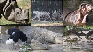 Amazing - Delhi zoo tour | Delhi ka chidiya ghar| National Zoological Park Delhi|