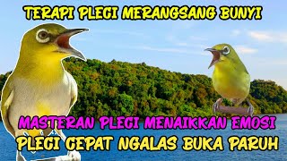 Suara Pleci Masteran Crewet