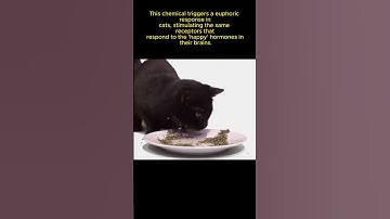 the science behind catnip obession #cat #shorts #catlover #shortsfeed #catvideos #funny #catnip