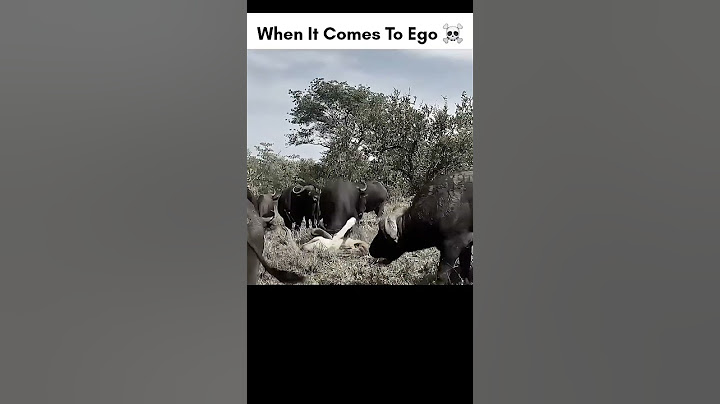 When it comes to ego ☠️⚡️|| #shorts​ #usa​ #motivation​ #quotes​ #inspiration​ #viral​