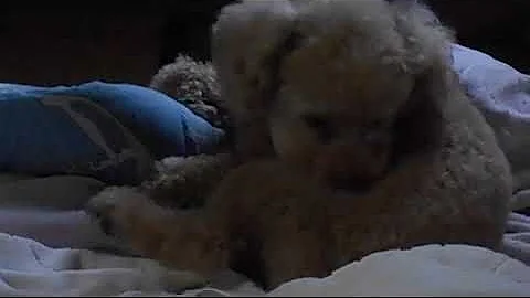 こいつ玉とか舐め出しましたよ こいつ玉とか舐め出しましたよ