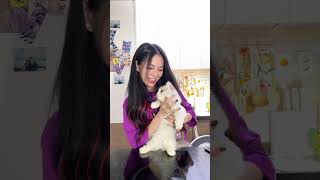 Cat Will Break Arm If You Do This Wrong😱🥲 #Shorts #Funny #Viral