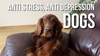 Irish Setter is best Anti Stress & Anti Depression Dogs