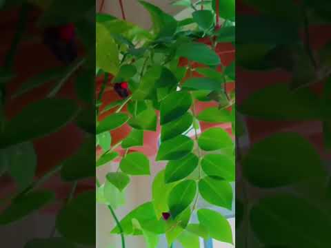 لمة الحبايب غير