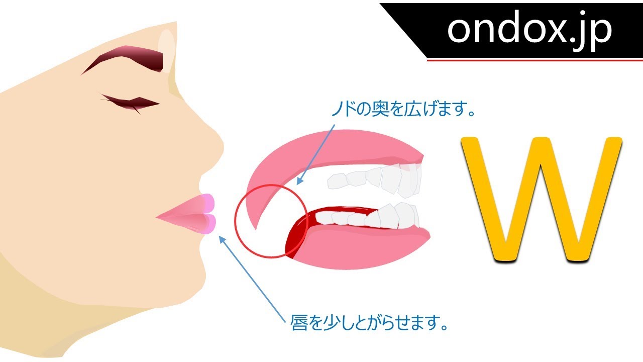 動画付き 英語の発音は舌の位置が全て 日本人が苦手な発音を解説 Shuto Log