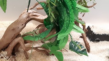 2. How did I prevent my super dwarf retic from pushing?