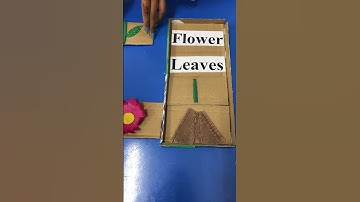 Parts of plant activity for kids #activity #kidsvideo #kids#school #science #flower #craft