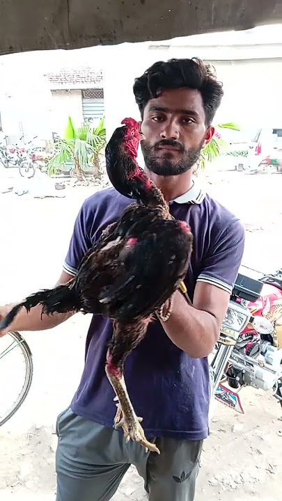 Matchless Desi Aseel Murga #shorts #youtubeshorts #viral #trending #aseelmurga